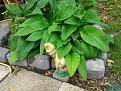 Click image for larger version

Name:	2014-07-12 Comfrey.jpg
Views:	487
Size:	99.9 KB
ID:	2371056