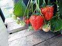 Click image for larger version

Name:	strawberries 1.jpg
Views:	158
Size:	48.2 KB
ID:	2372245