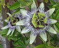 Click image for larger version

Name:	Passion flower1 2006.jpg
Views:	7592
Size:	59.2 KB
ID:	2387966
