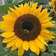 coreopsis