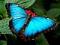 Butterfly19