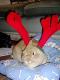 flopsy
