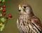 Kestrel