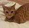 sammy_roser