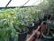 chilli_grower