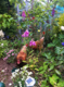 sarah and the chickens