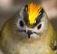Goldcrest