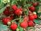 Strawberry patch