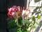 Late Bloomer
