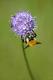 Bohobumble