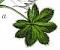 Alchemilla