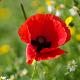 Red Poppy