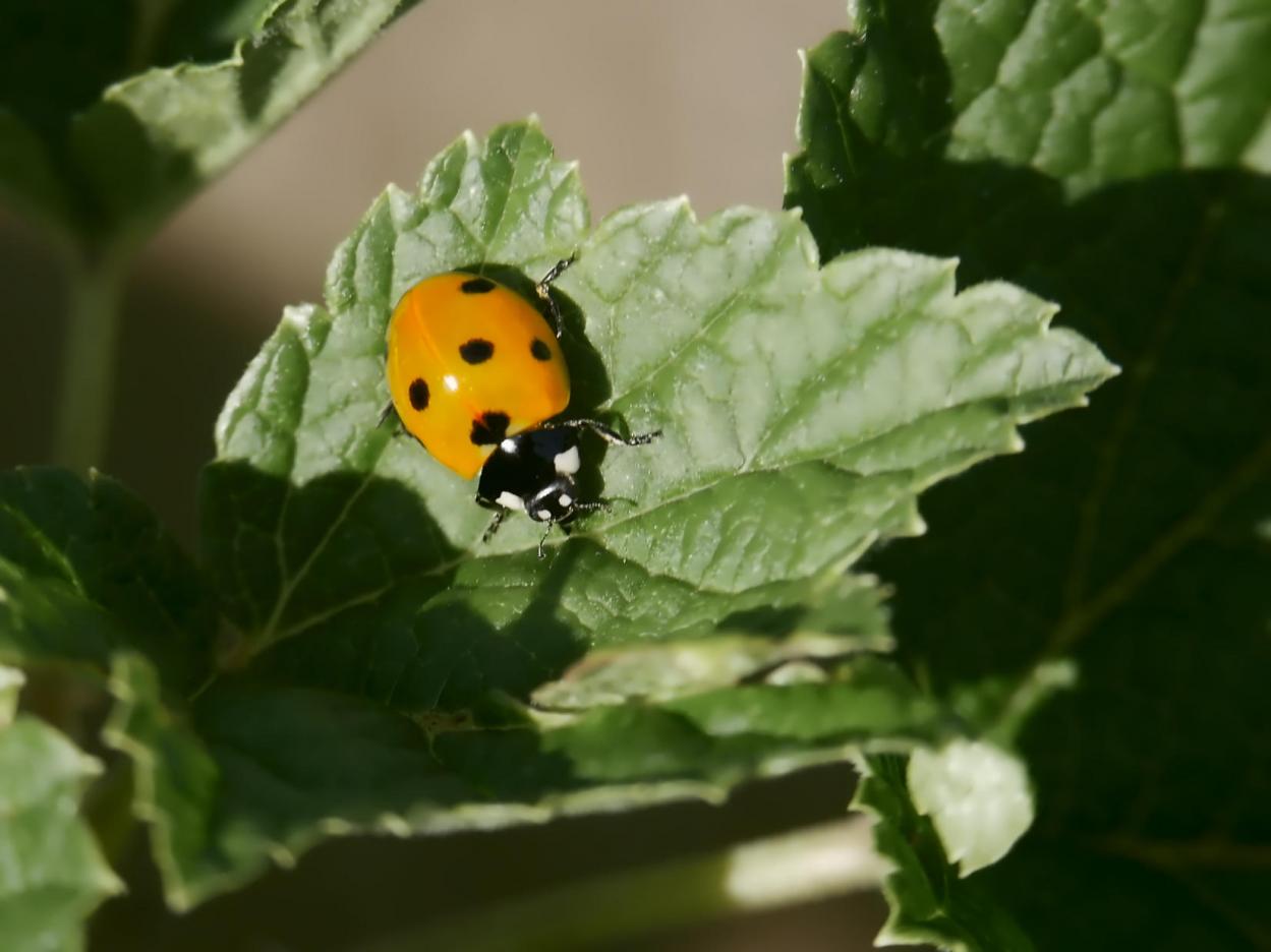 Click image for larger version

Name:	ladybird 1.jpg
Views:	1
Size:	76.4 KB
ID:	2373184