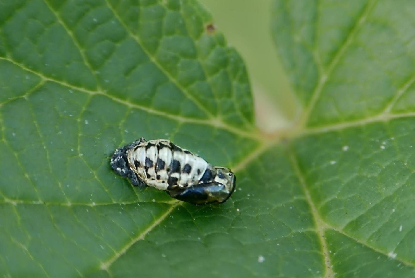 Click image for larger version

Name:	Pupae Skin.jpg
Views:	1
Size:	76.8 KB
ID:	2373185