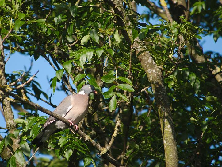 Click image for larger version

Name:	Pigeon.jpg
Views:	1
Size:	102.4 KB
ID:	2373186