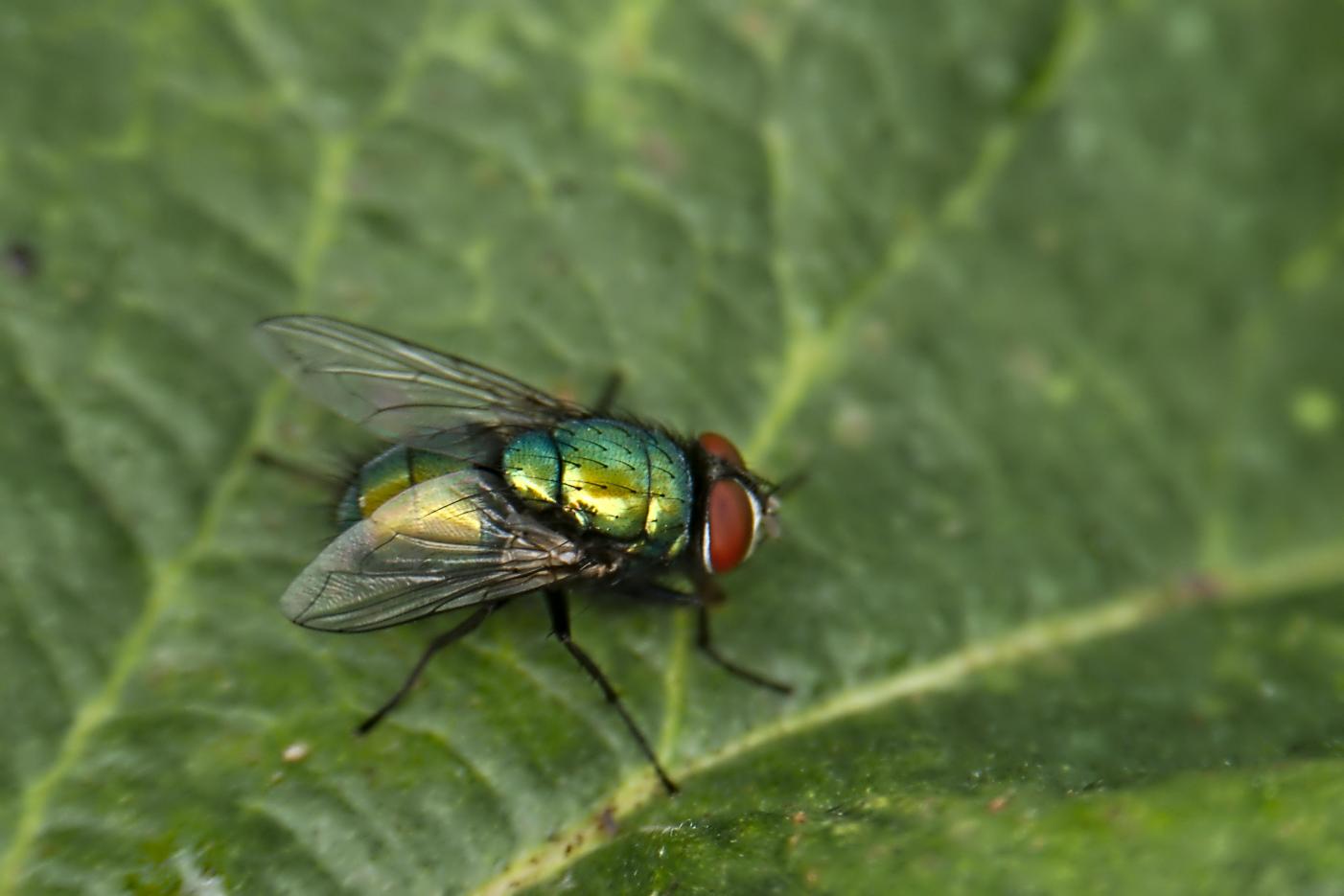 Click image for larger version

Name:	green fly.jpg
Views:	1
Size:	78.6 KB
ID:	2373213