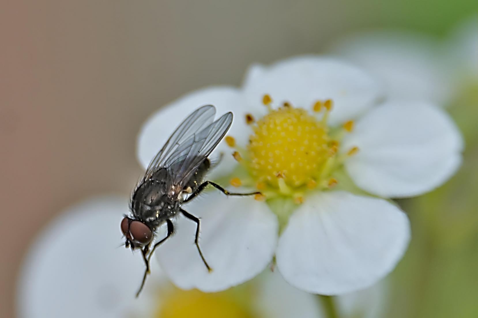 Click image for larger version

Name:	Strawberry  Fly.jpg
Views:	1
Size:	75.0 KB
ID:	2373214