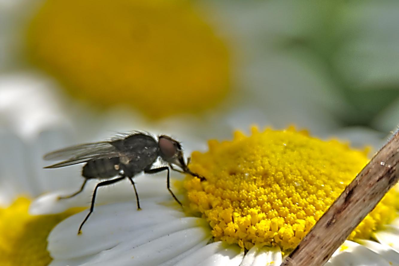 Click image for larger version

Name:	Chamomile Fly 2.jpg
Views:	1
Size:	81.9 KB
ID:	2373215