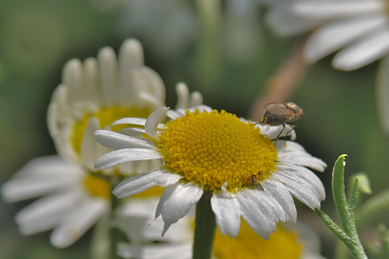 Click image for larger version

Name:	Chamomile Fly 1.jpg
Views:	1
Size:	79.4 KB
ID:	2373216