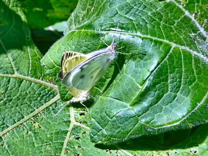 Click image for larger version

Name:	butterflies.jpg
Views:	1
Size:	102.3 KB
ID:	2373973