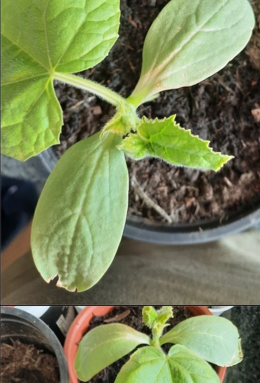 Click image for larger version

Name:	cucumber1.jpg
Views:	192
Size:	105.5 KB
ID:	2494729