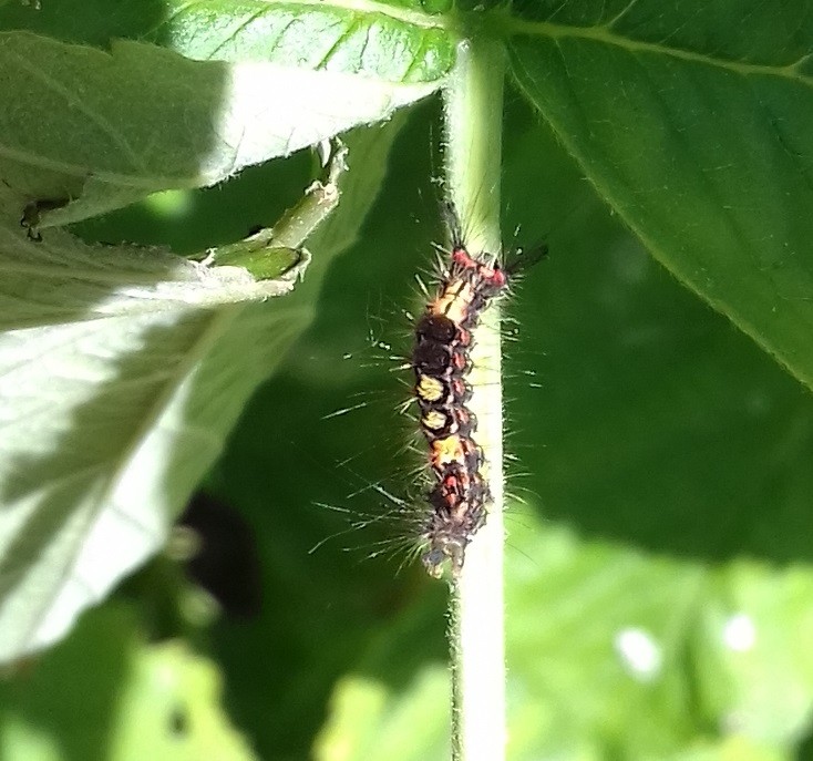 Click image for larger version

Name:	caterpillar.jpg
Views:	302
Size:	112.6 KB
ID:	2497217