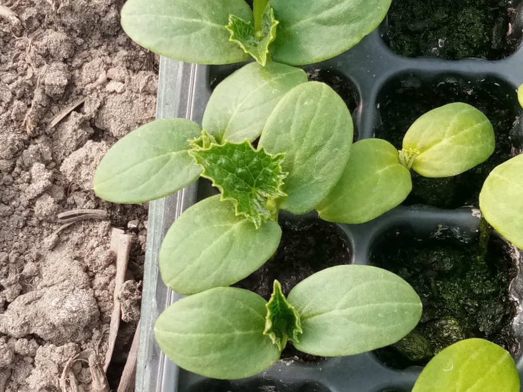 Click image for larger version

Name:	seedling 1.jpg
Views:	105
Size:	229.0 KB
ID:	2497219