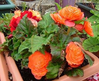 Click image for larger version

Name:	DSCF0002.jpg
Views:	2
Size:	133.2 KB
ID:	2380089