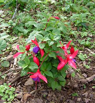 Click image for larger version

Name:	DSCF0202.JPG
Views:	1
Size:	271.8 KB
ID:	2380972