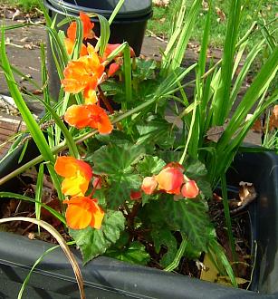 Click image for larger version

Name:	DSCF0328.JPG
Views:	1
Size:	188.1 KB
ID:	2381212
