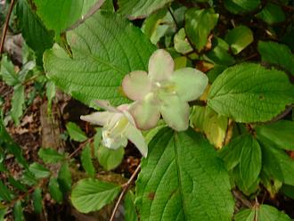 Click image for larger version

Name:	DSCF0352.jpg
Views:	1
Size:	85.2 KB
ID:	2381236