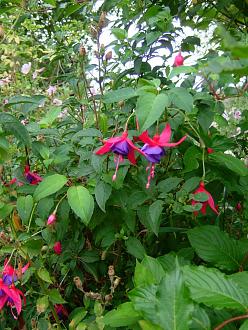 Click image for larger version

Name:	DSCF0230.jpg
Views:	1
Size:	152.5 KB
ID:	2381020