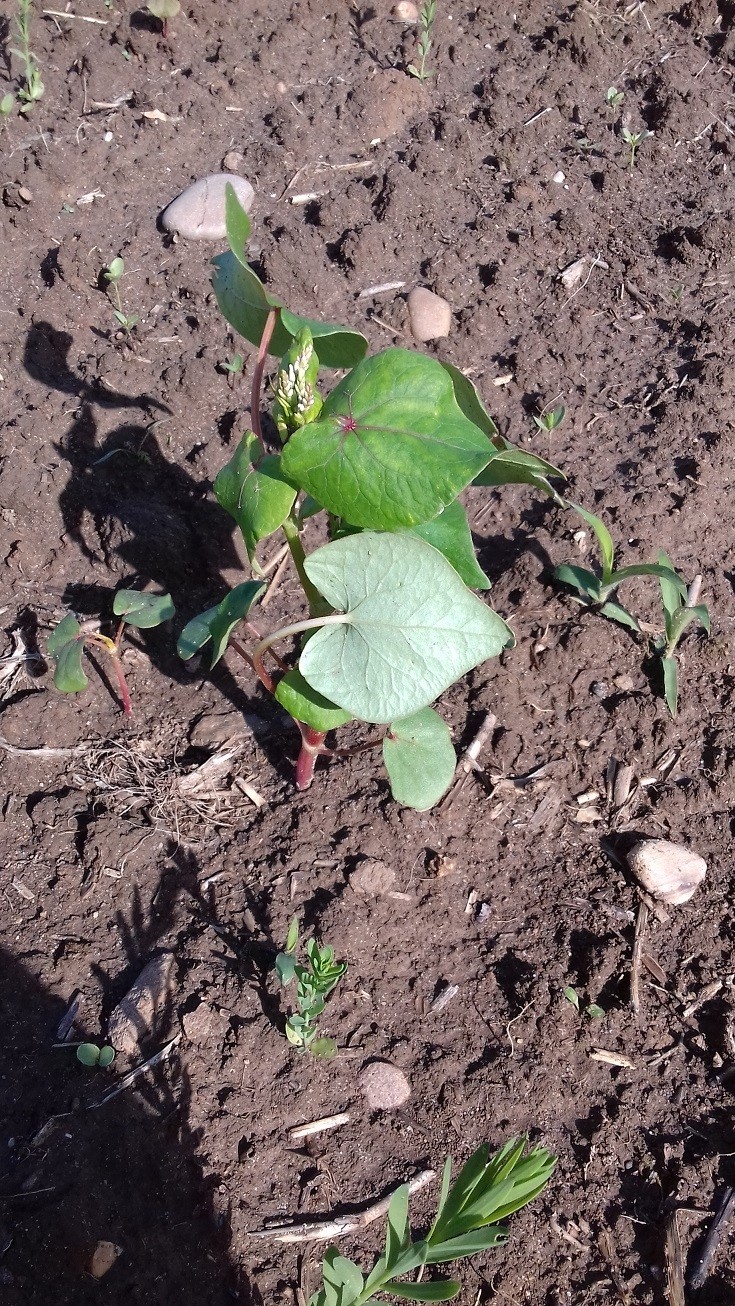 Click image for larger version

Name:	pigweed2.jpg
Views:	92
Size:	508.7 KB
ID:	2500405
