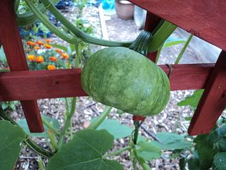 Click image for larger version

Name:	Indomatrone Squash.JPG
Views:	304
Size:	182.8 KB
ID:	2503685