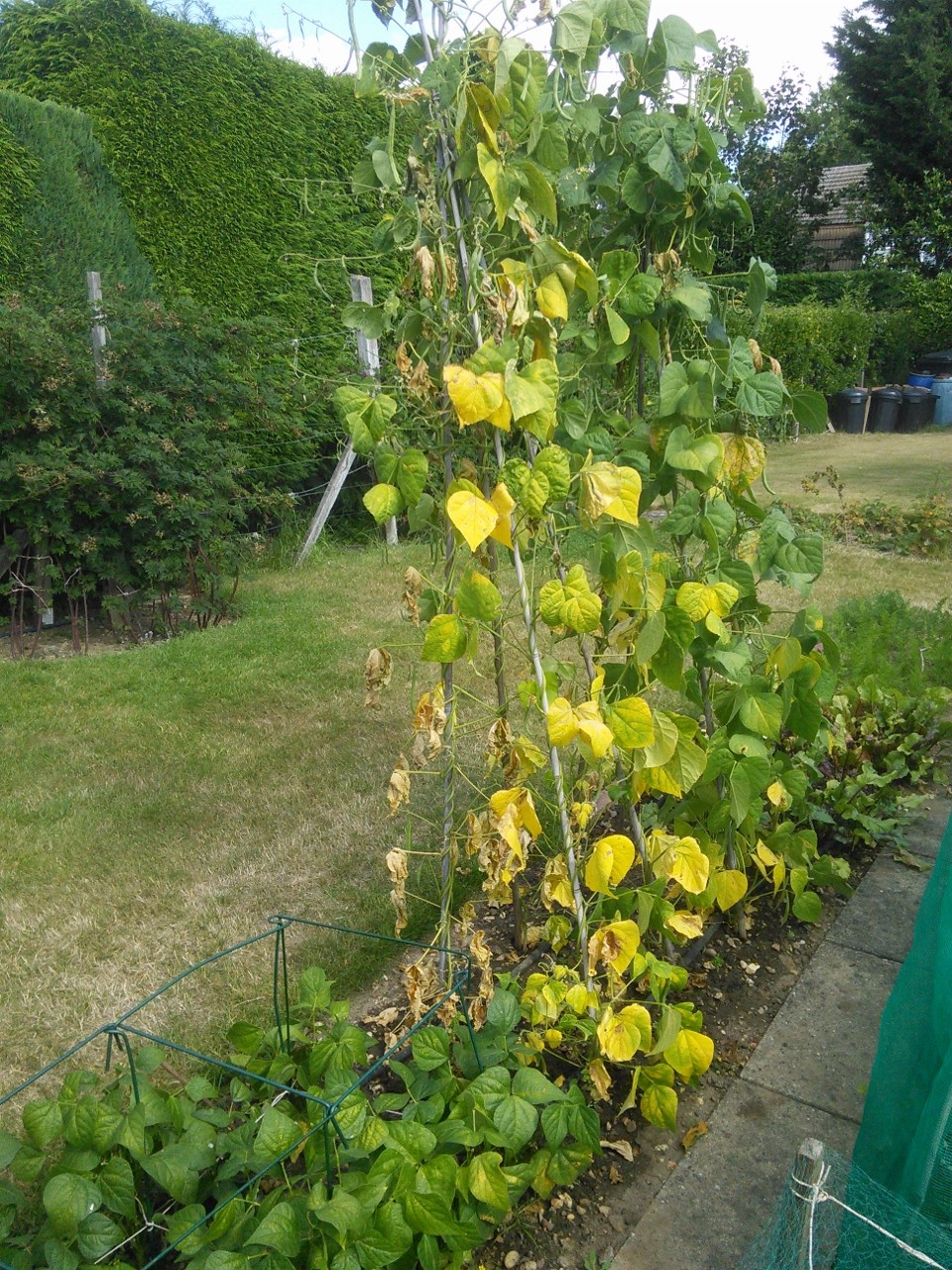 Click image for larger version

Name:	Climbing french beans1.jpg
Views:	856
Size:	514.0 KB
ID:	2505766