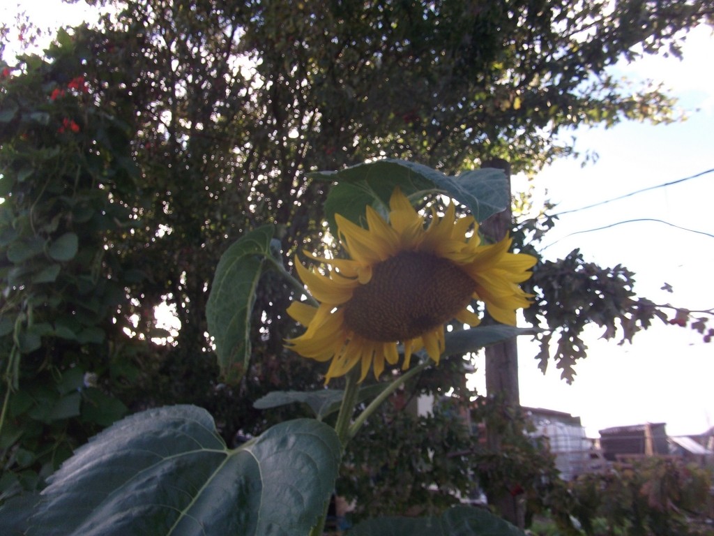 Click image for larger version

Name:	DSCF6357.JPG
Views:	65
Size:	187.4 KB
ID:	2507993