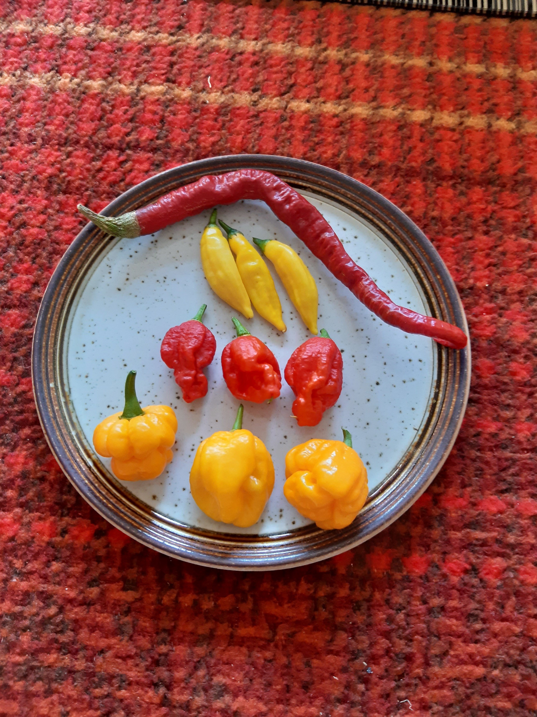 Click image for larger version

Name:	chillis.jpg
Views:	163
Size:	1.36 MB
ID:	2509273