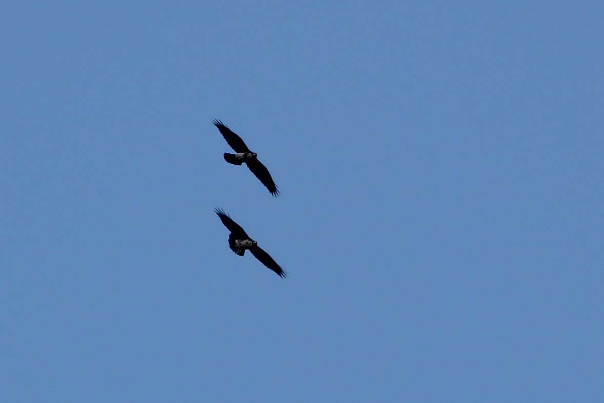 Click image for larger version

Name:	IMG_9340.JPG
Views:	107
Size:	25.1 KB
ID:	2509784