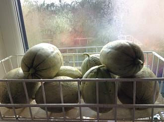 Click image for larger version

Name:	Melons.JPG
Views:	279
Size:	895.8 KB
ID:	2510683