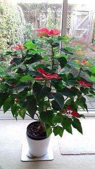 Click image for larger version

Name:	poinsettia1.jpg
Views:	233
Size:	425.9 KB
ID:	2511439