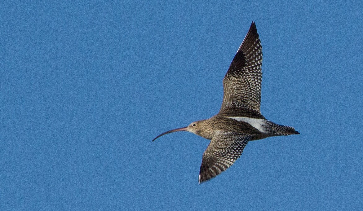 Click image for larger version

Name:	Flight of the Curlew.jpg
Views:	308
Size:	273.4 KB
ID:	2511458