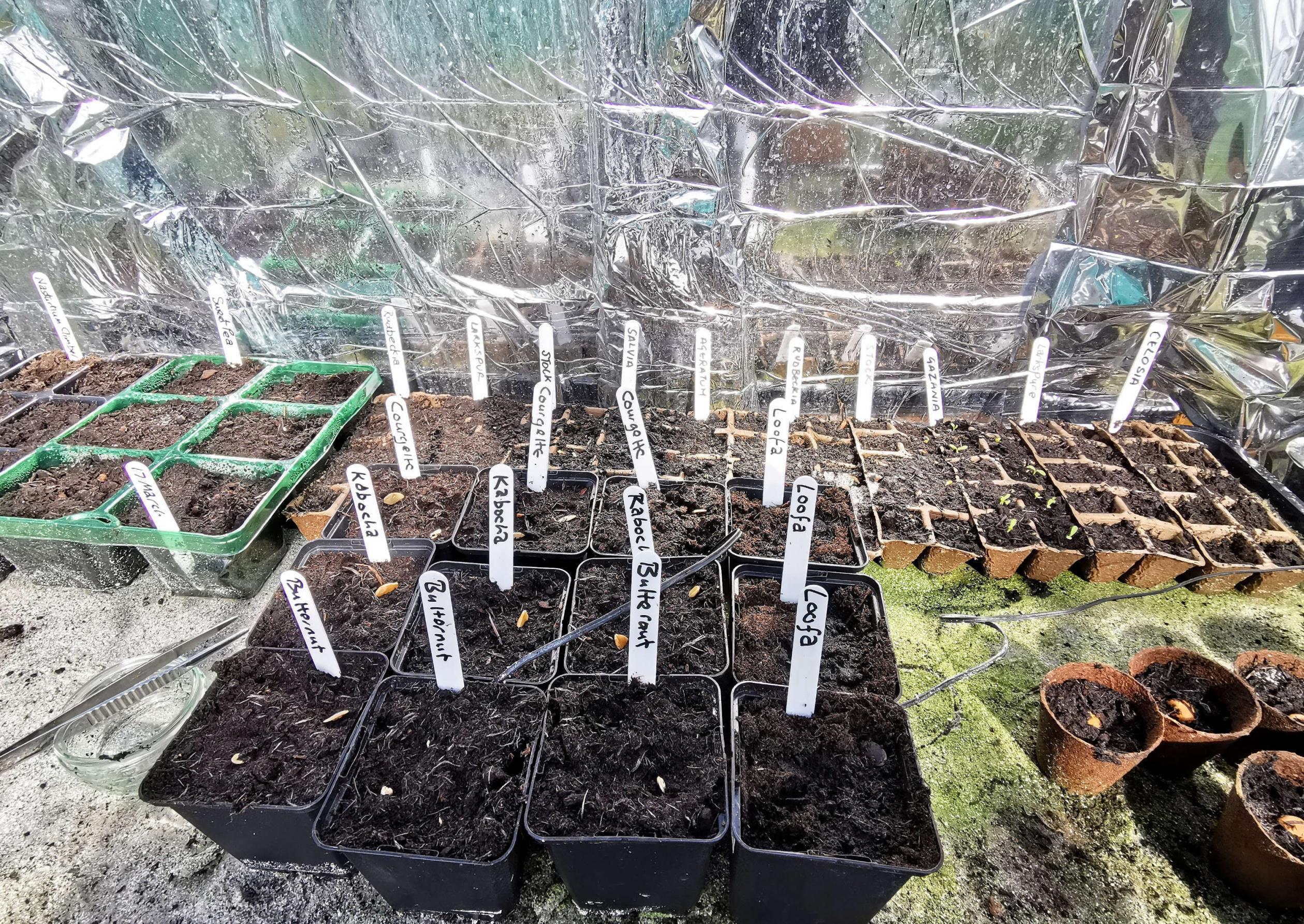 Click image for larger version

Name:	seeds.jpg
Views:	268
Size:	1.25 MB
ID:	2520598