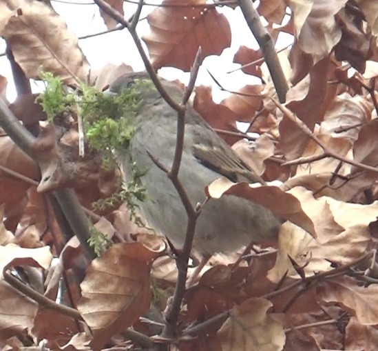 Click image for larger version

Name:	Birdfeeder in Hedge_March 2021.jpg
Views:	145
Size:	83.6 KB
ID:	2520777