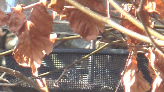 Click image for larger version

Name:	Sparrow at the feeder_March 2021.jpg
Views:	160
Size:	58.2 KB
ID:	2520811