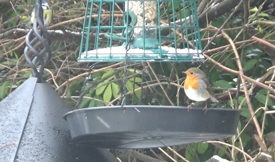 Click image for larger version

Name:	Robin and Blue tit at the feeder_20210209.jpg
Views:	153
Size:	68.0 KB
ID:	2520812