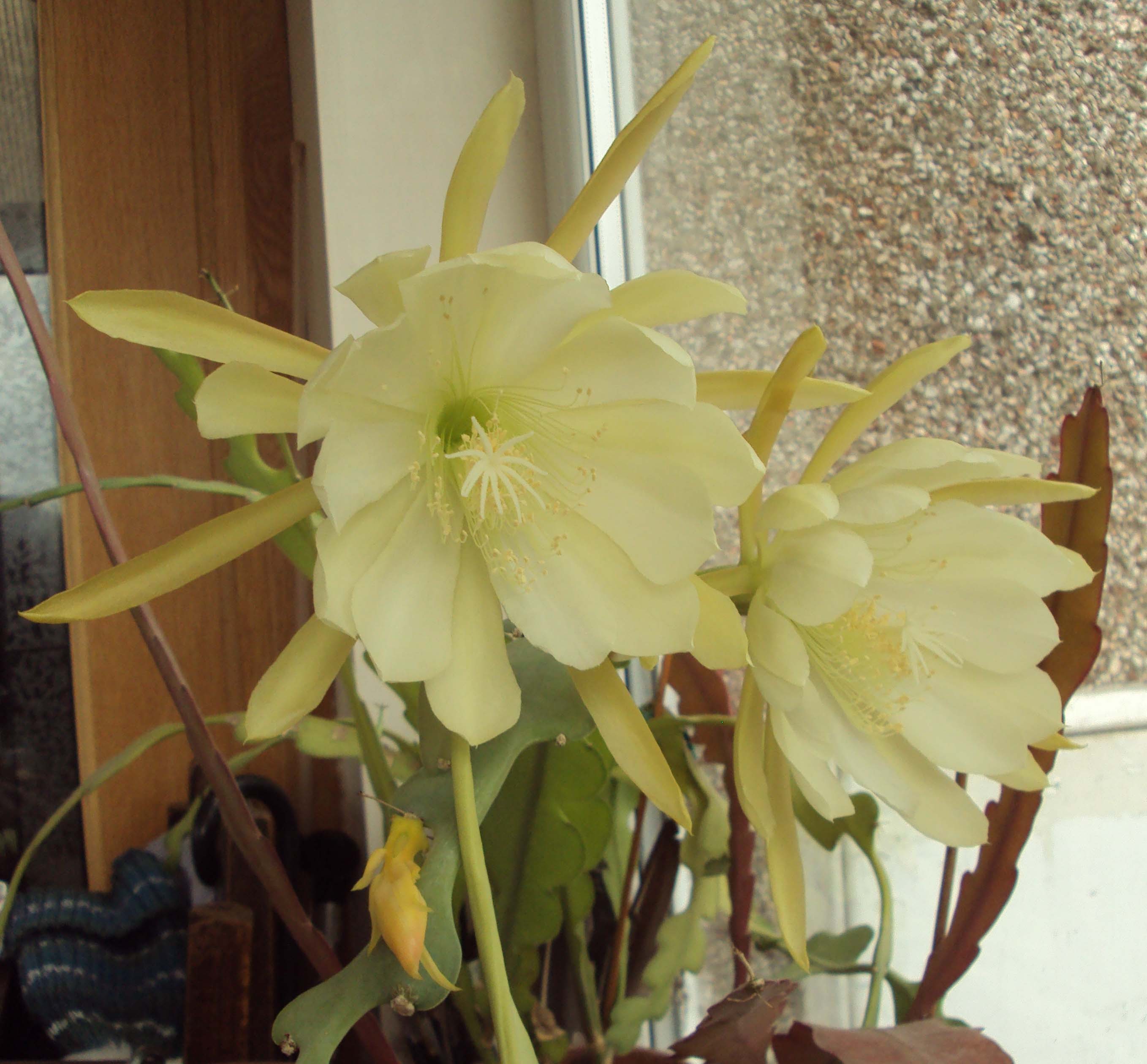 Click image for larger version

Name:	Grenatum Epiphyte.jpg
Views:	200
Size:	564.5 KB
ID:	2522006