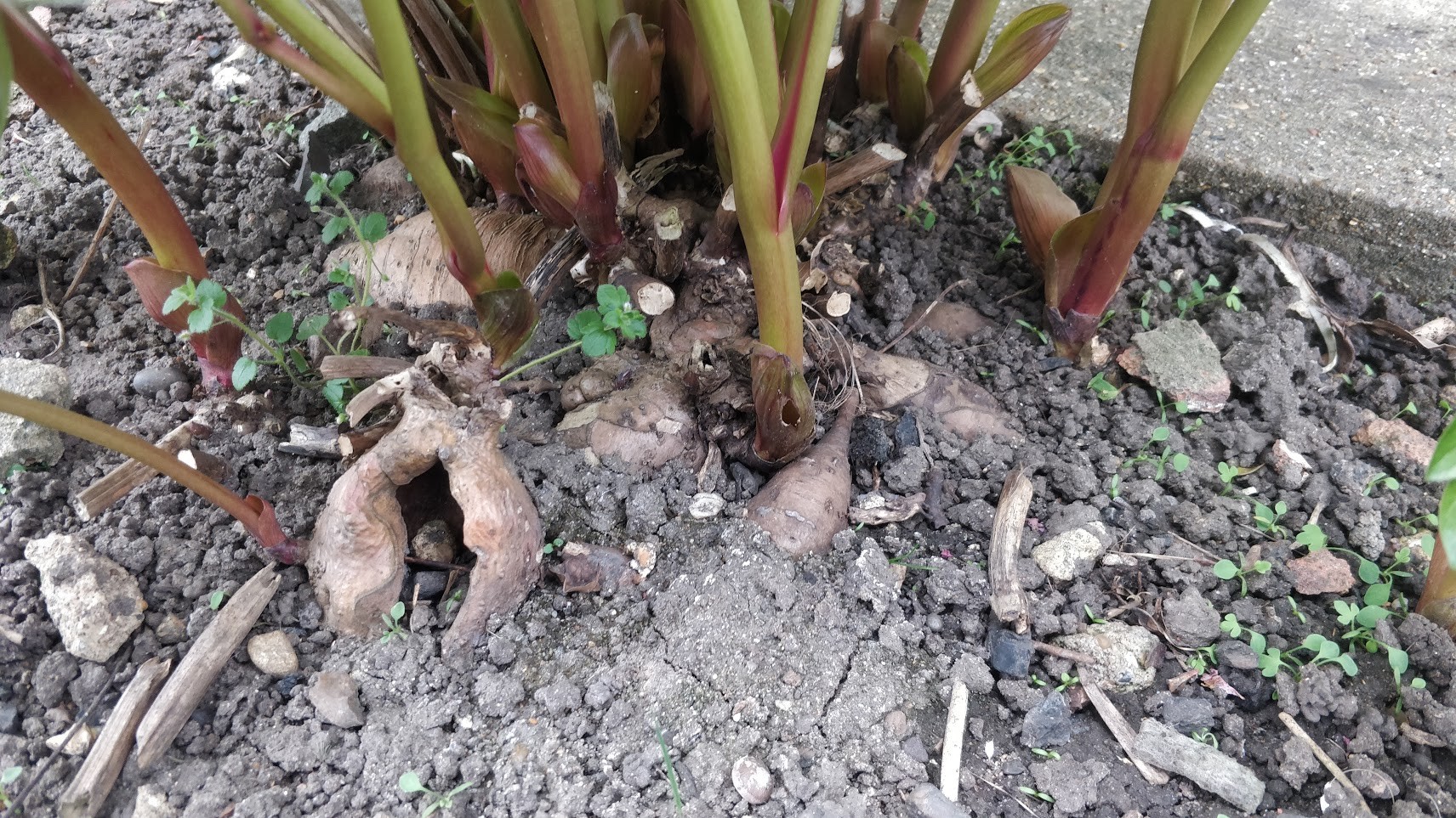 Click image for larger version

Name:	IMG_20210415_133235 peonies.jpg
Views:	124
Size:	700.4 KB
ID:	2522708