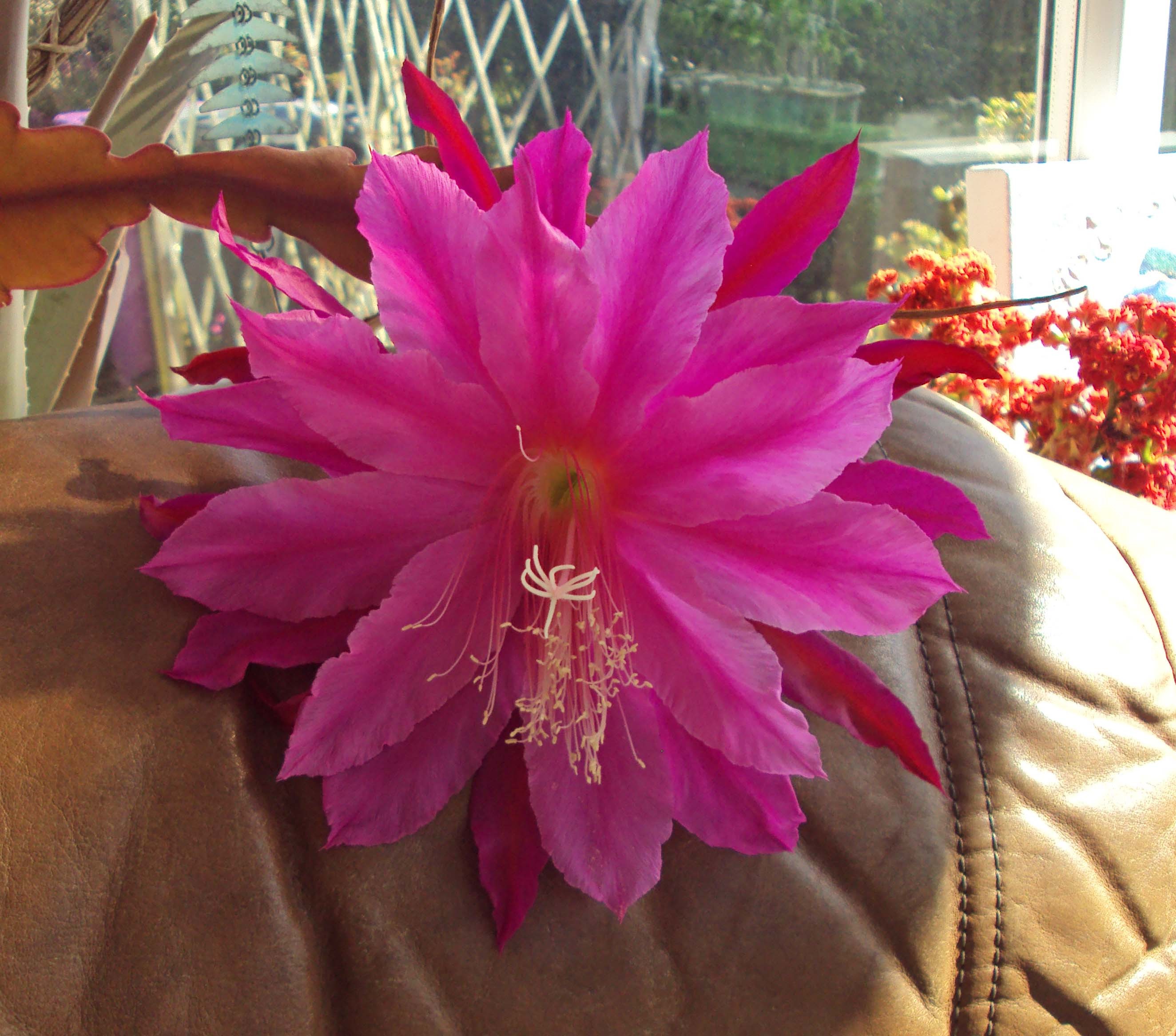 Click image for larger version

Name:	DSC02816.JPG
Views:	107
Size:	686.4 KB
ID:	2523299