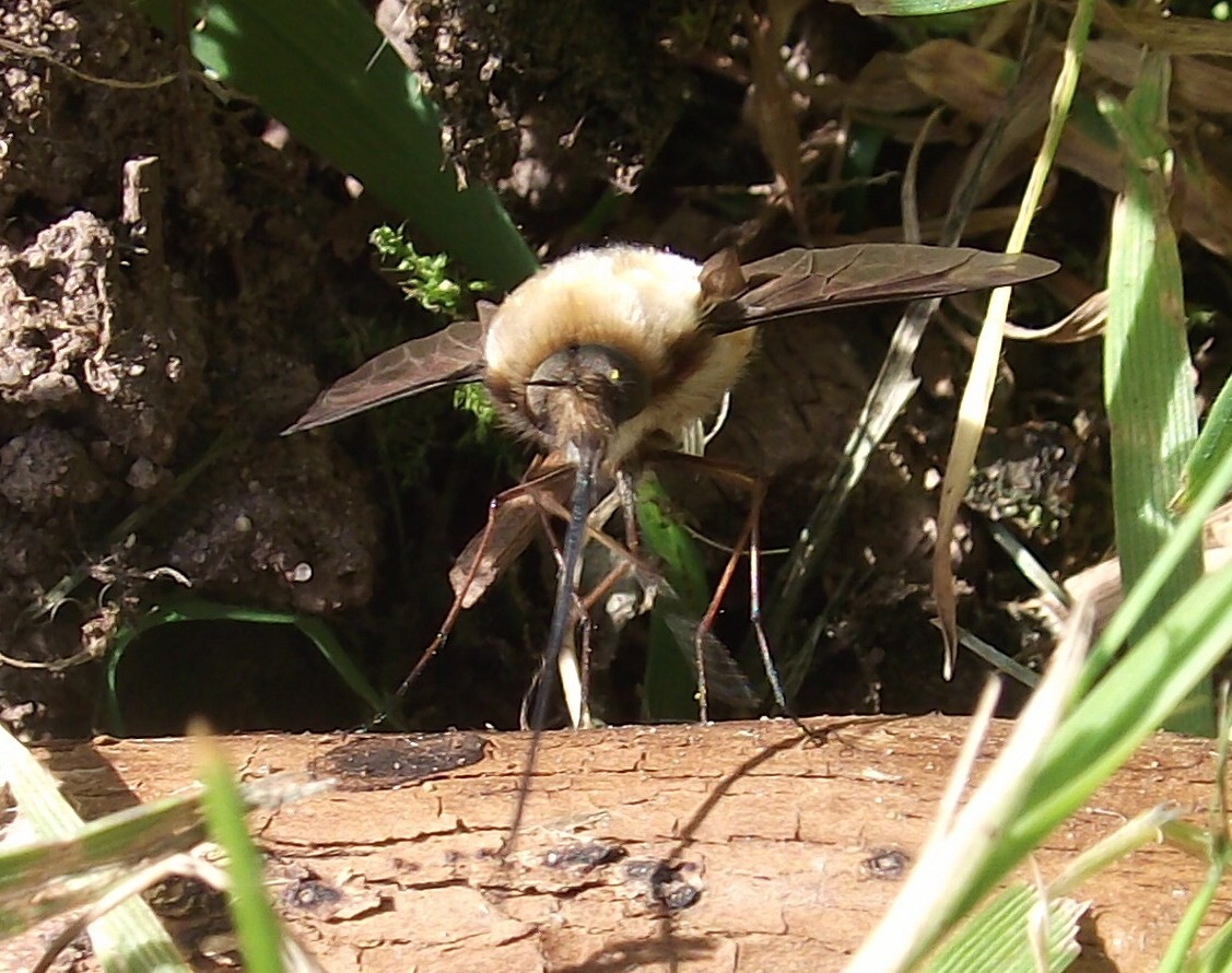 Click image for larger version

Name:	DSCF4057.JPG
Views:	192
Size:	252.3 KB
ID:	2523529