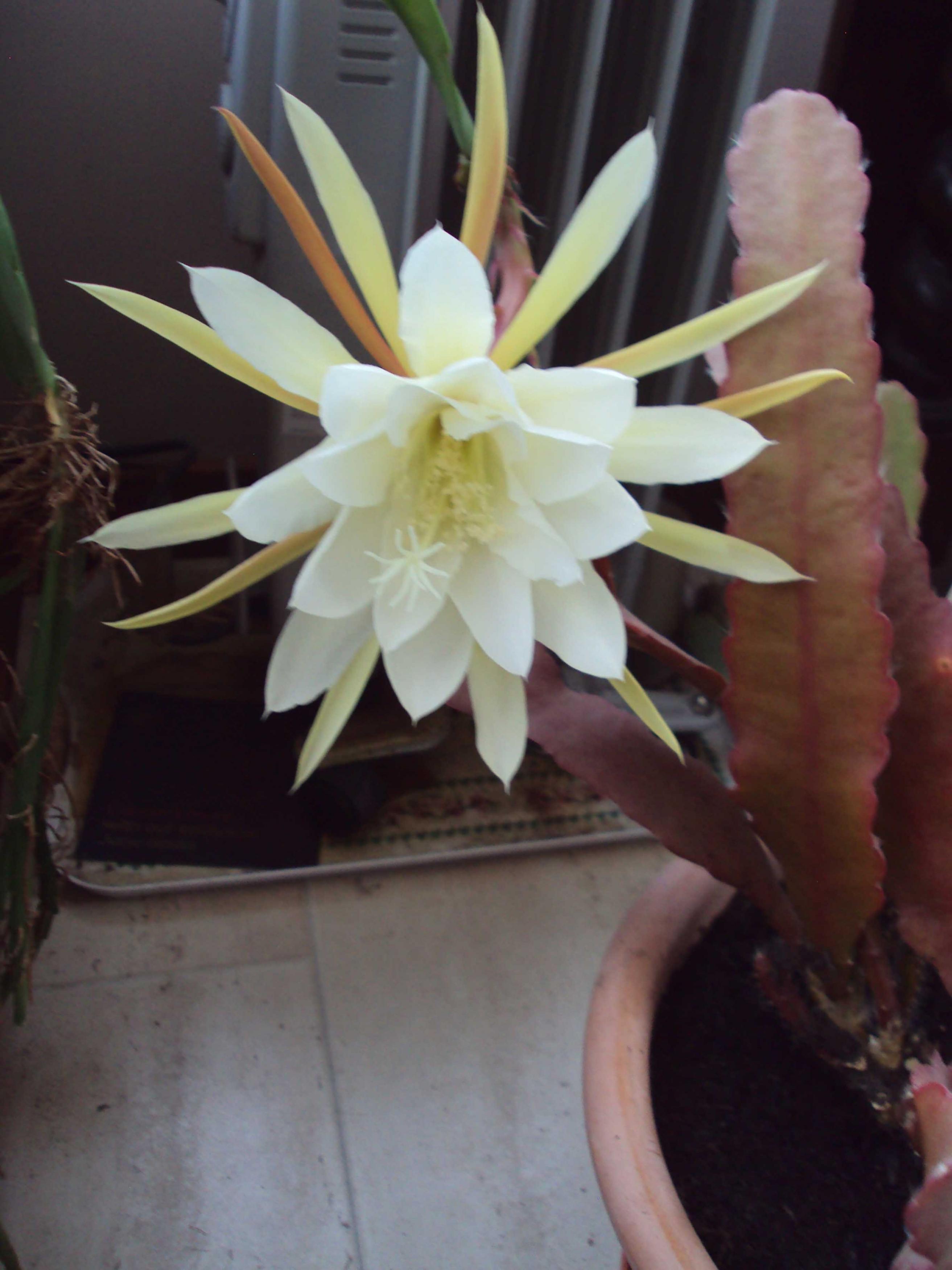 Click image for larger version

Name:	DSC02833.JPG
Views:	118
Size:	402.9 KB
ID:	2525248